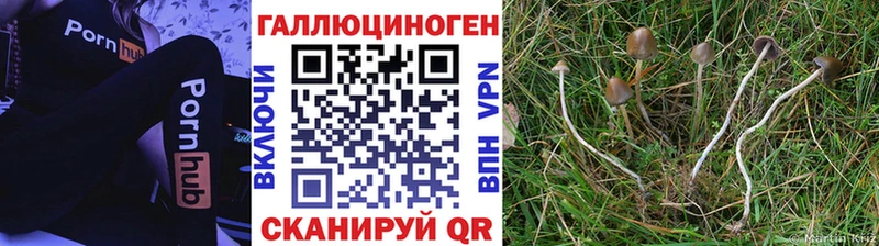 Псилоцибиновые грибы Cubensis  Купить закладки  Лосино-Петровский 